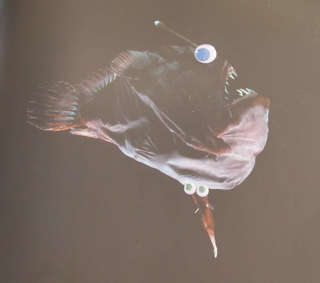 Illustration for article titled Deep Sea Fauna with Googly Eyes